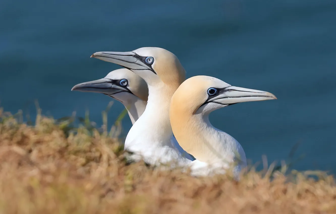 Photo wallpaper bird, beak, trio, Gannet