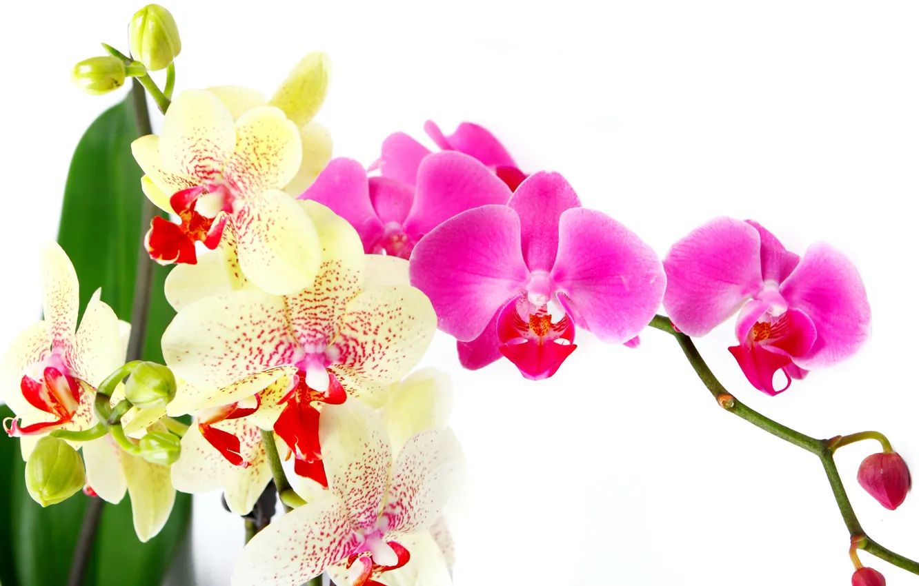 Photo wallpaper leaves, flowers, tenderness, beauty, petals, white, white, orchids
