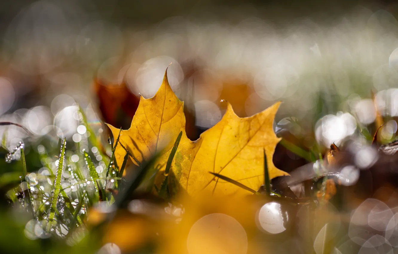 Photo wallpaper autumn, grass, drops, light, yellow, nature, Rosa, foliage