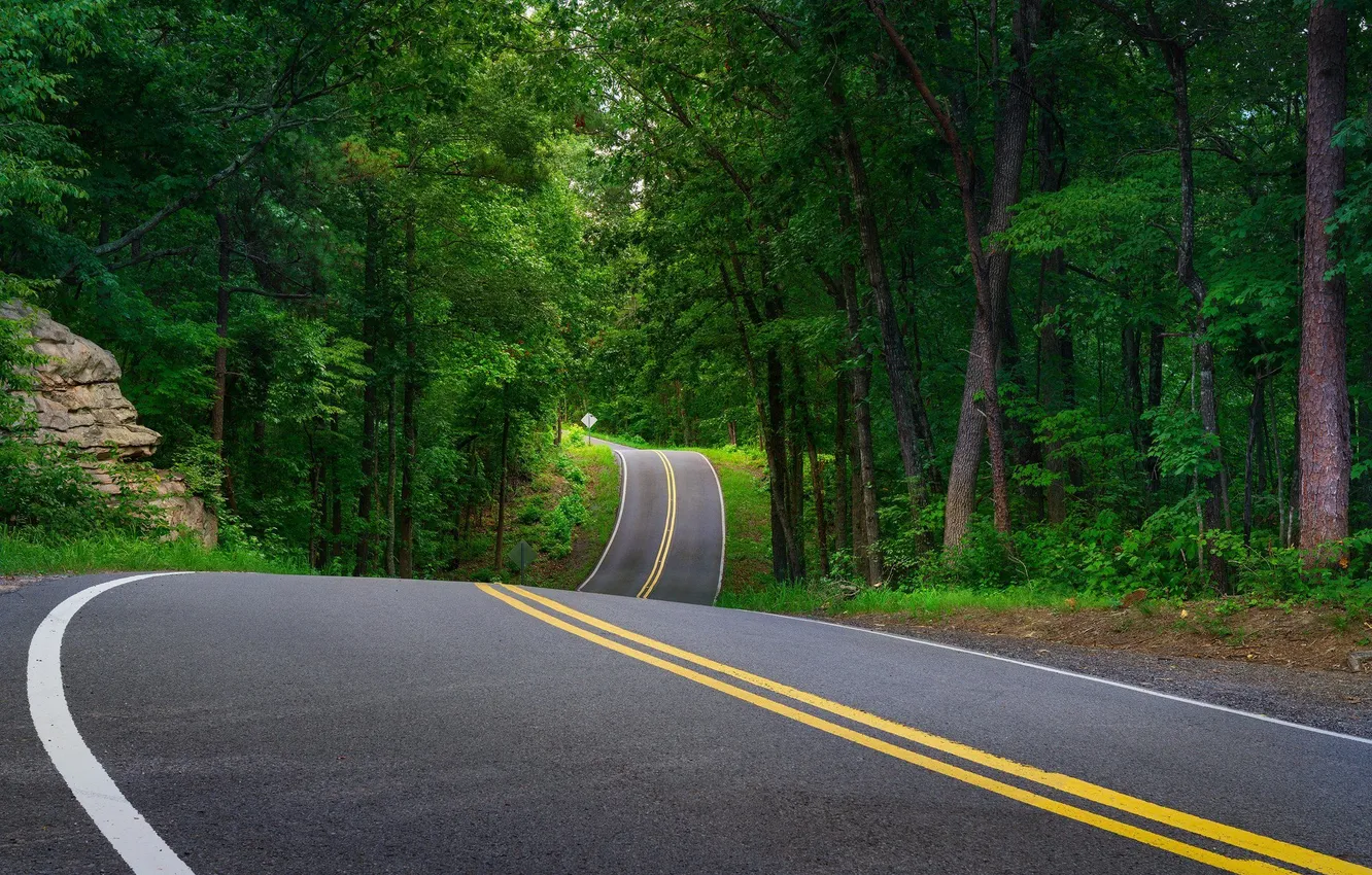 Photo wallpaper road, forest, trees, landscape, nature, plant, forest, road