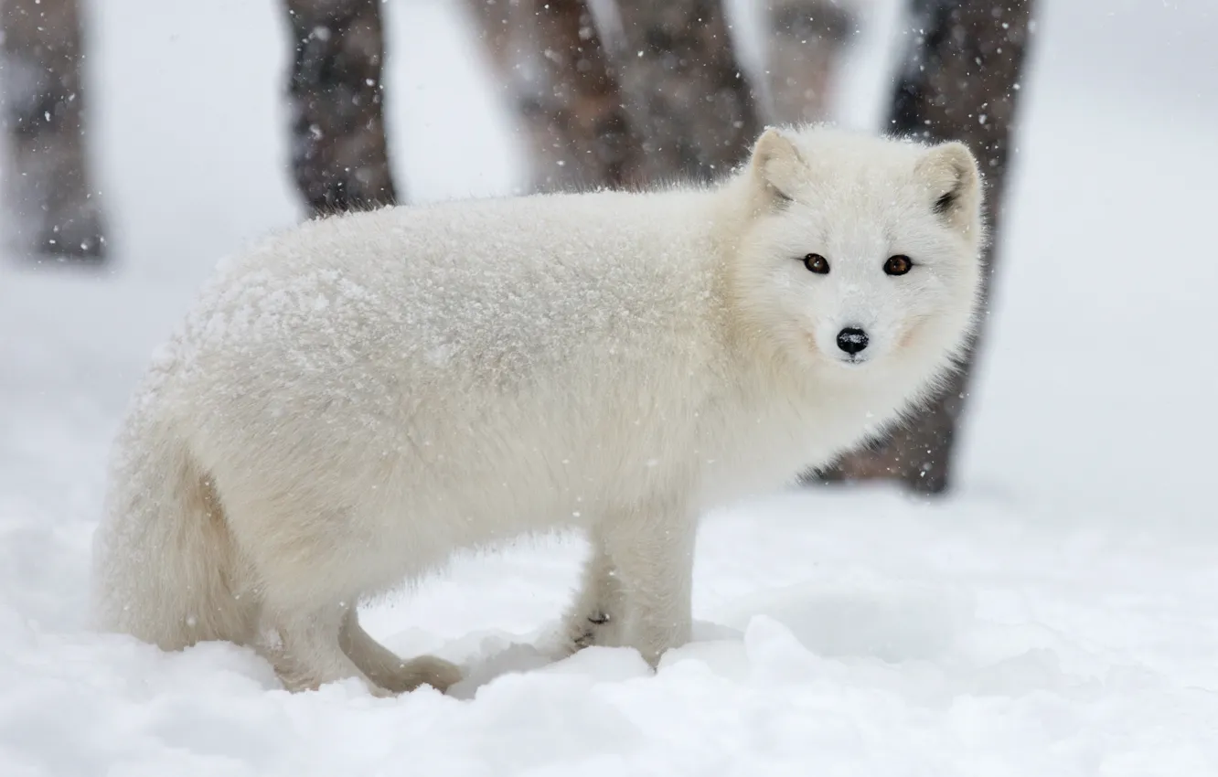 Photo wallpaper winter, animals, white, face, snow, trees, nature, background