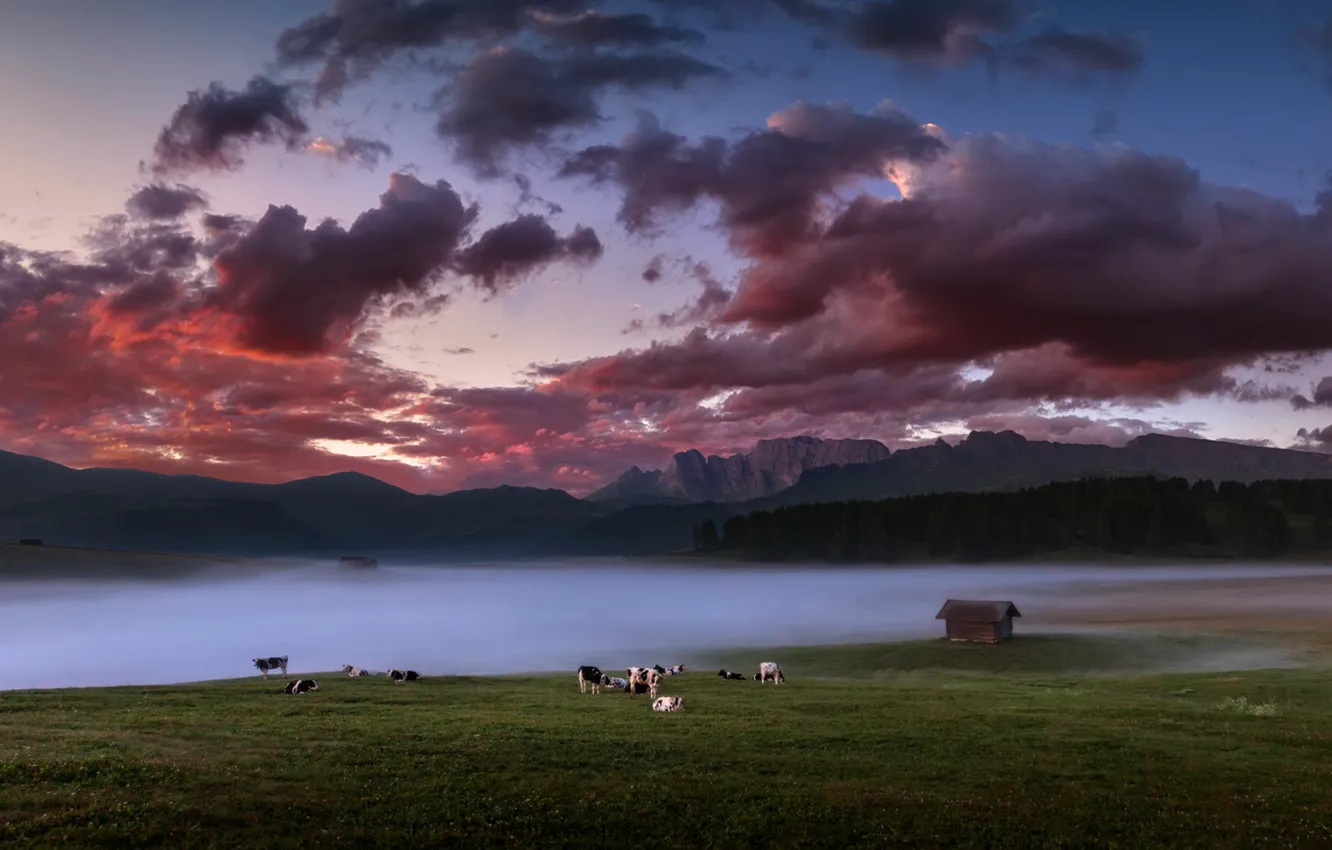 Photo wallpaper field, fog, cows