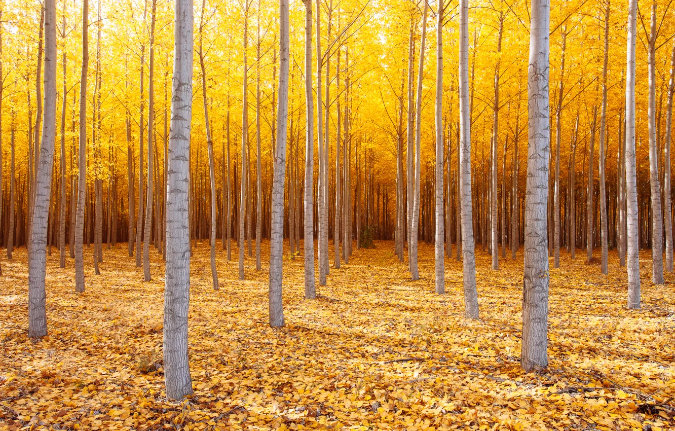 Photo wallpaper autumn, trees, nature, USA, October, Eastern Oregon