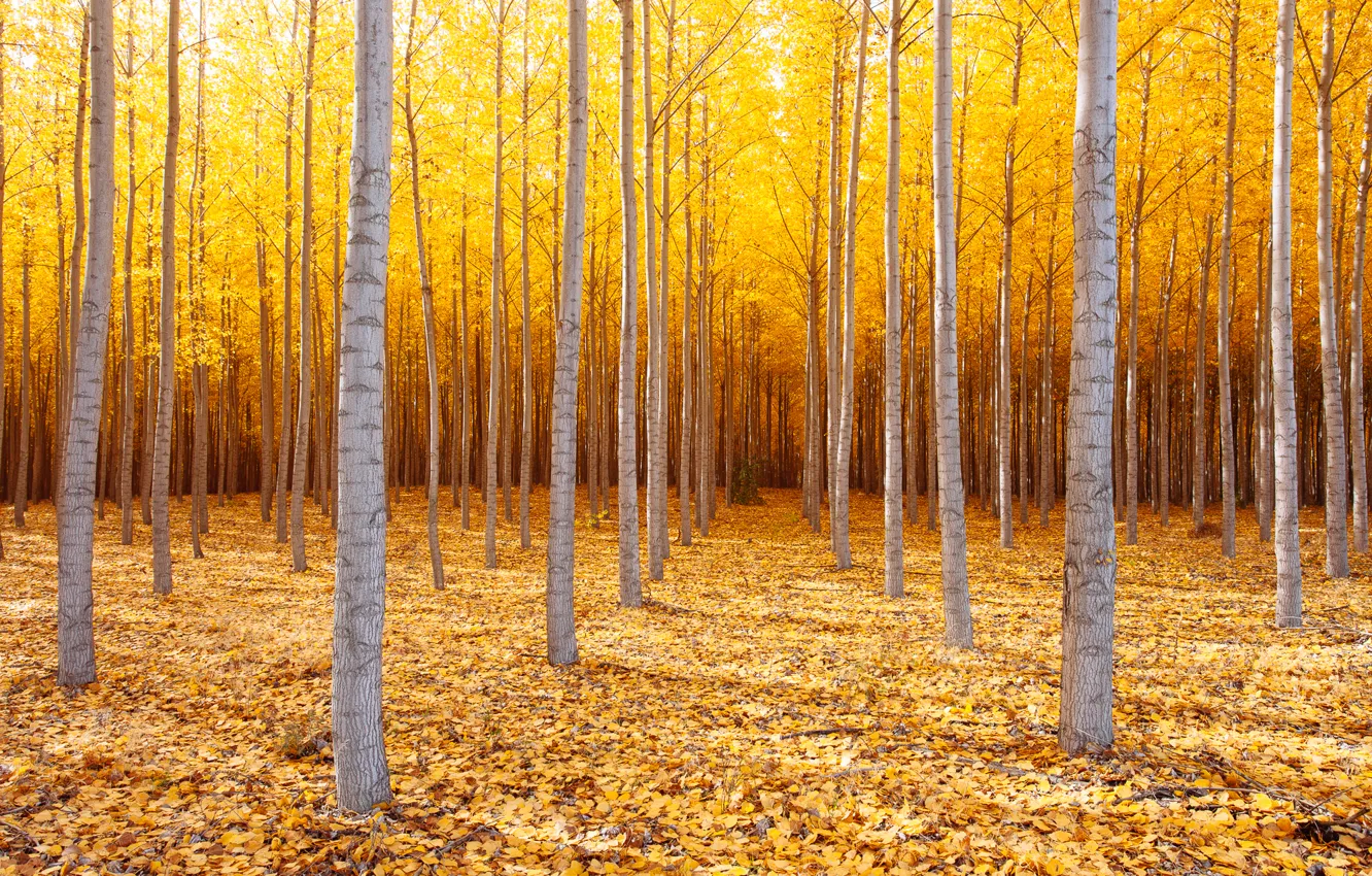 Photo wallpaper autumn, trees, nature, October, USA, Eastern Oregon