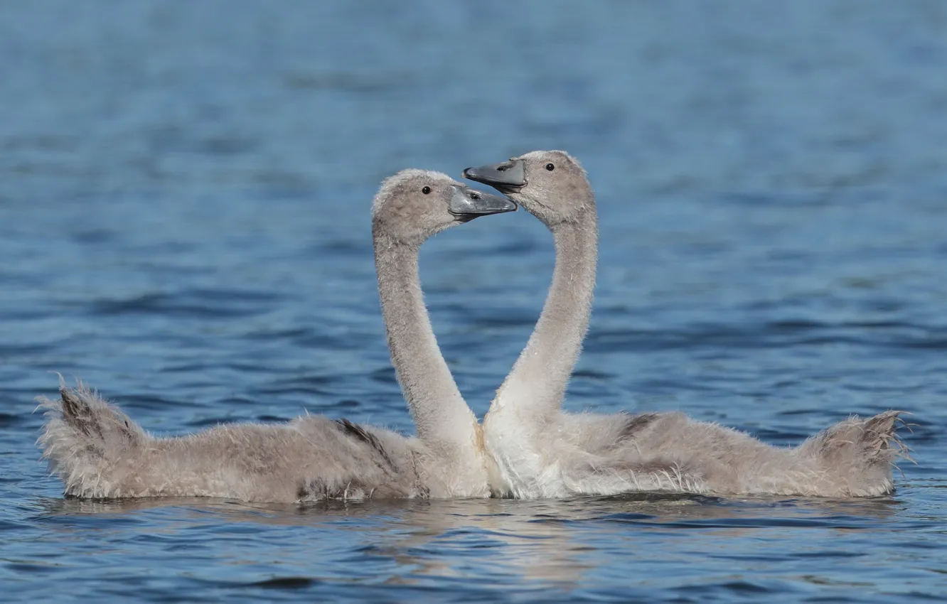 Photo wallpaper pair, swans, Chicks, teen