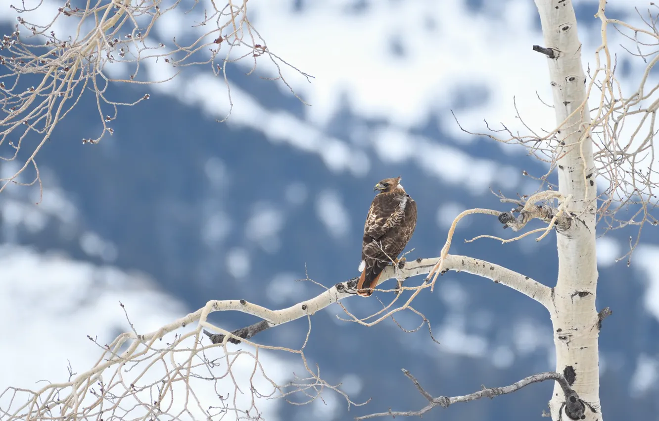 Photo wallpaper winter, snow, branches, background, tree, bird, predatory
