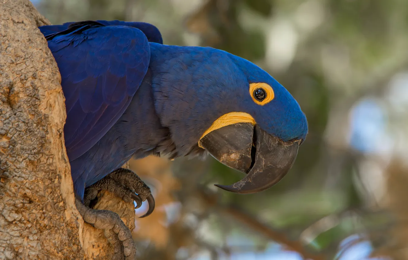 Photo wallpaper blue, tree, bird, parrot