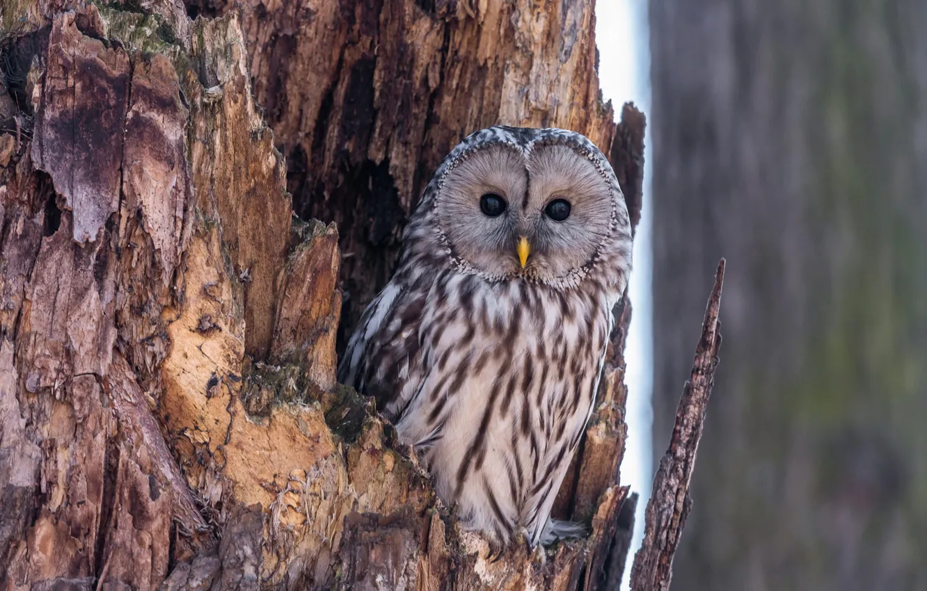 Photo wallpaper look, trees, nature, owl, bird, bark, the hollow, owl