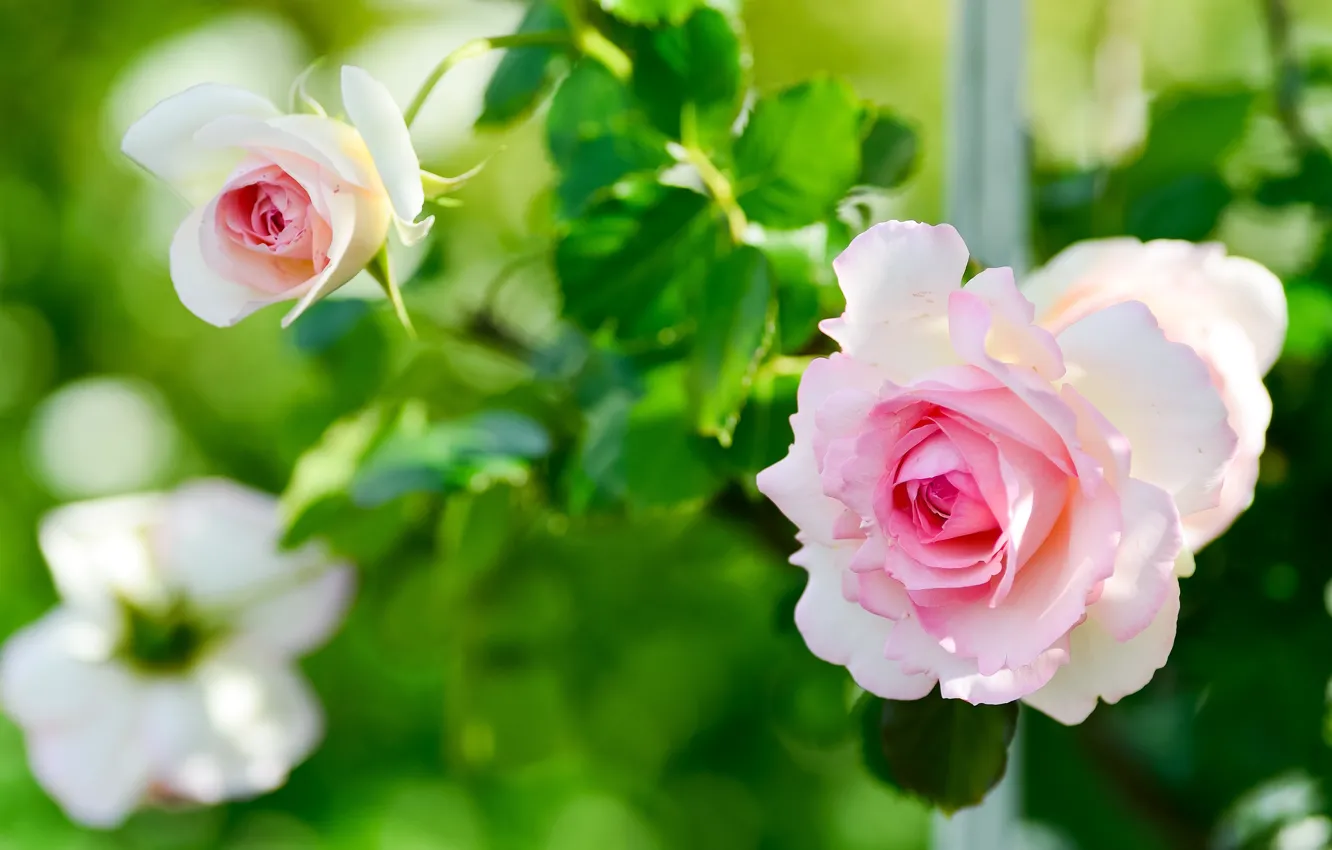 Photo wallpaper leaves, flowers, roses, garden, gentle, pink