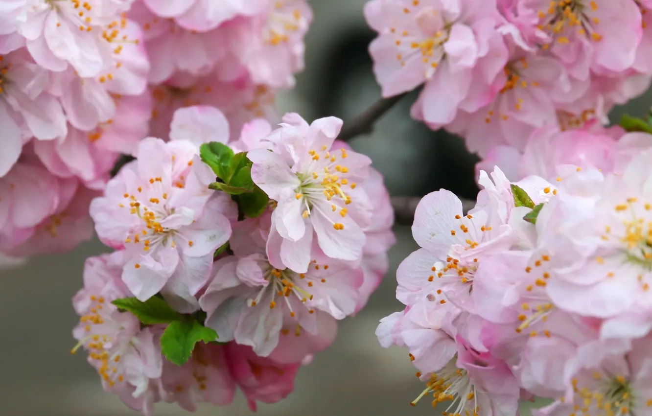 Photo wallpaper flowers, spring, Sakura, pink flowers