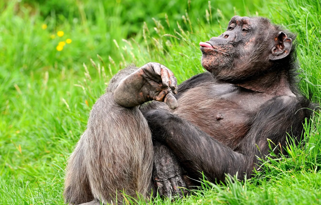 Photo wallpaper language, grass, pose, stay, monkey, funny, chimpanzees, the primacy of