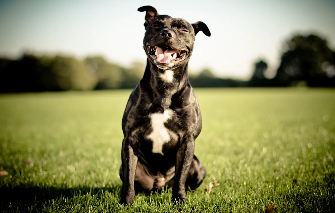 Photo wallpaper smile, dog, English Staffordshire bull Terrier, Staffordshire Bull Terrier