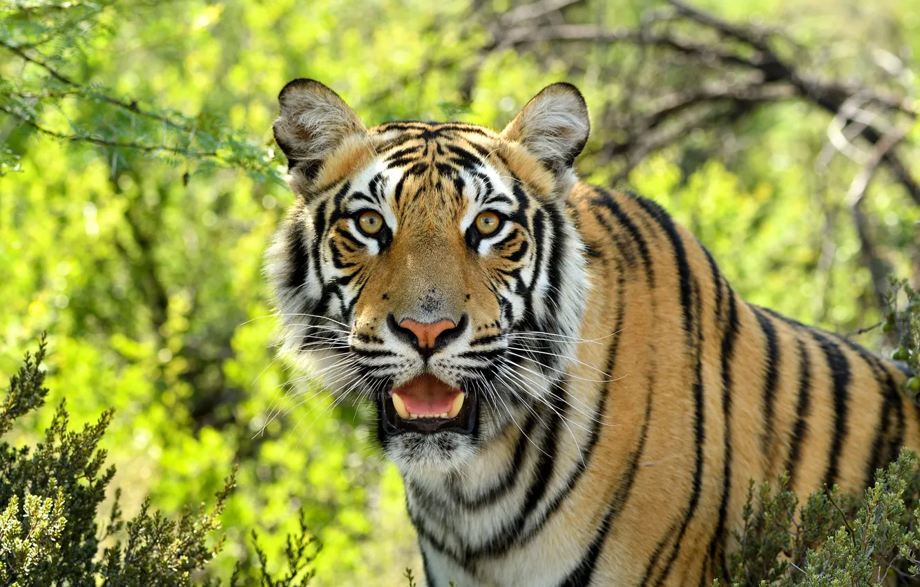 Photo wallpaper look, face, tiger, predator, wild cat