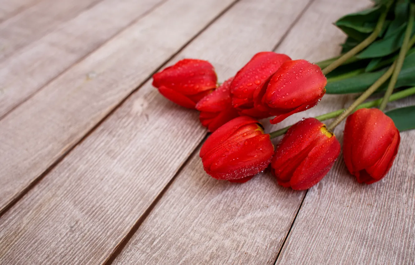 Photo wallpaper flowers, red, spring, tulips, buds