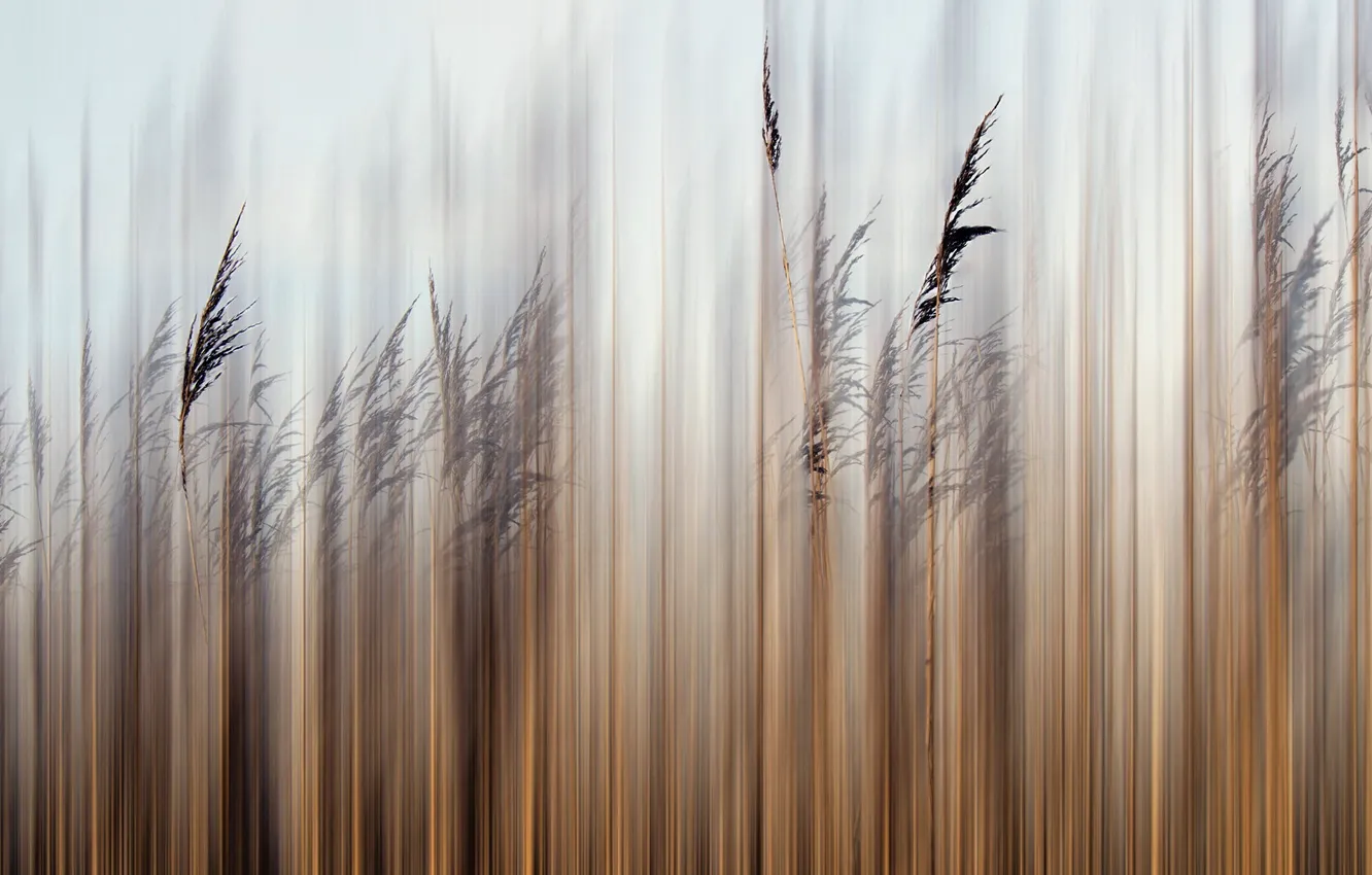 Photo wallpaper grass, nature, background