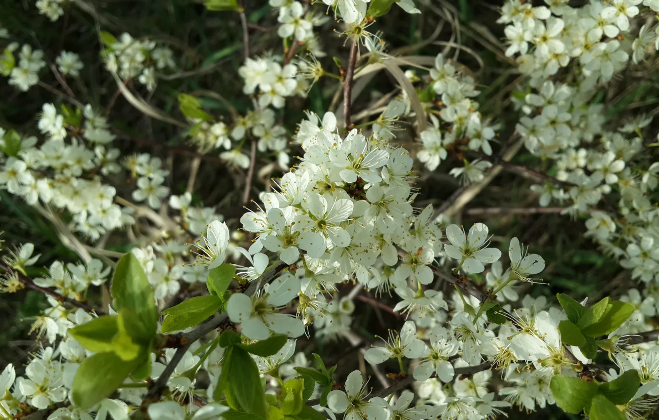 Photo wallpaper nature, spring, flowering