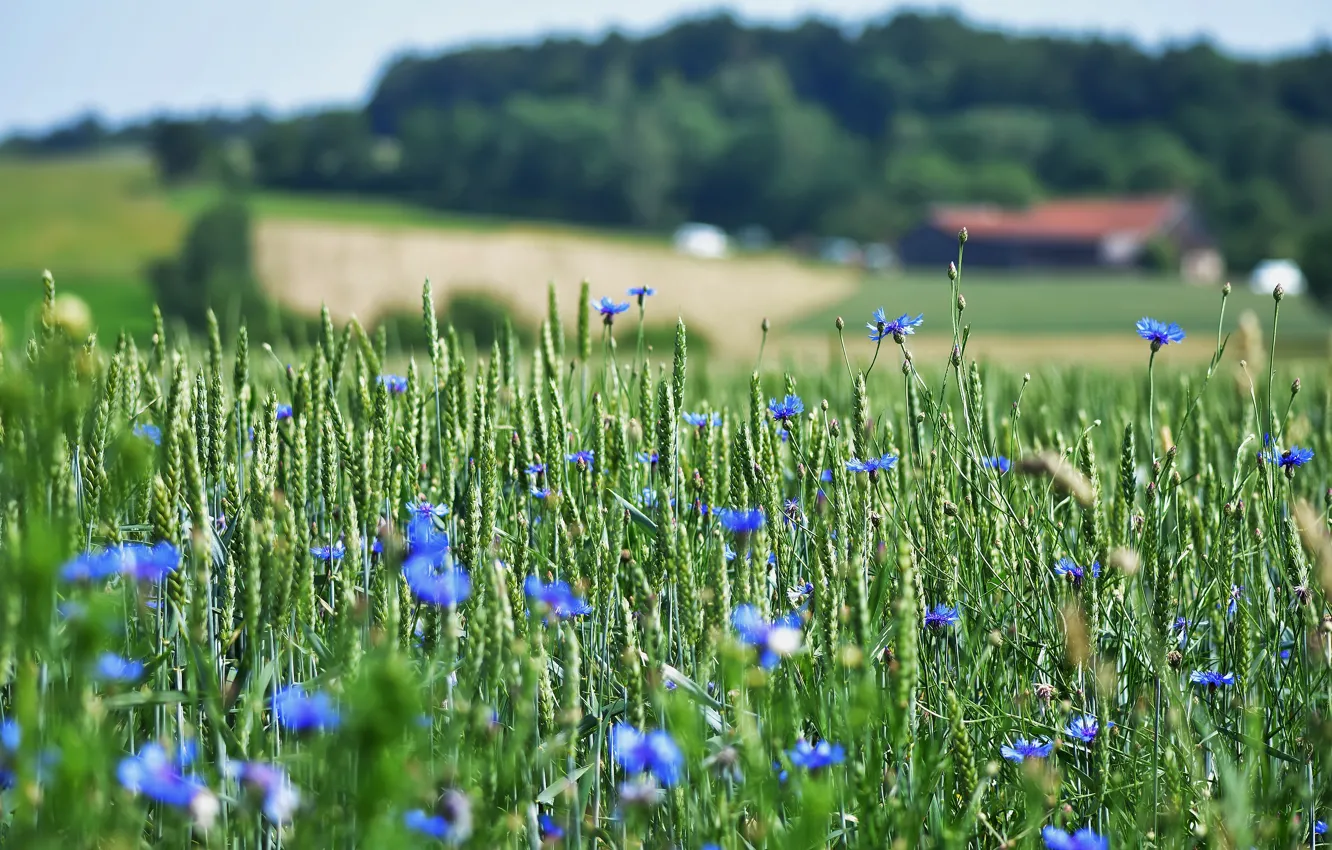 Photo wallpaper wheat, flowers, nature, village, meadow, blue, houses, ears