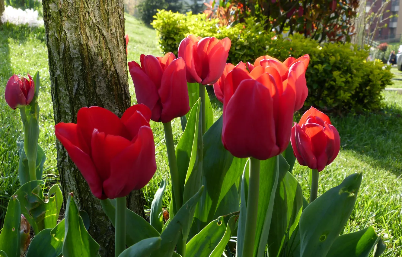 Photo wallpaper Park, spring, tulips, red, red, spring, Tulips