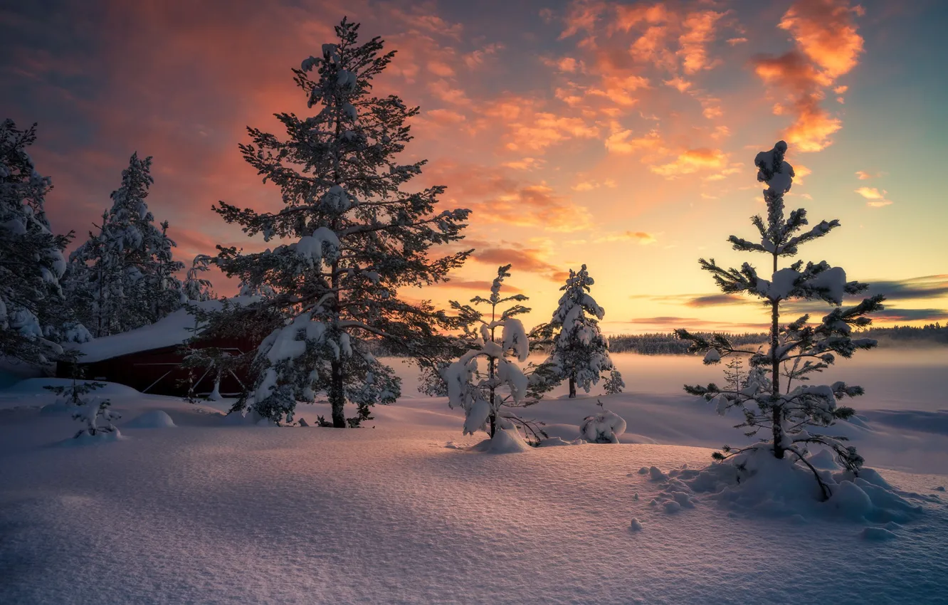 Photo wallpaper winter, snow, trees, morning