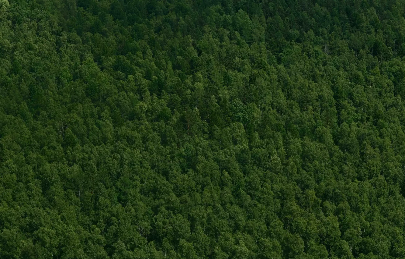 Photo wallpaper forest, trees, green, the view from the top, crown