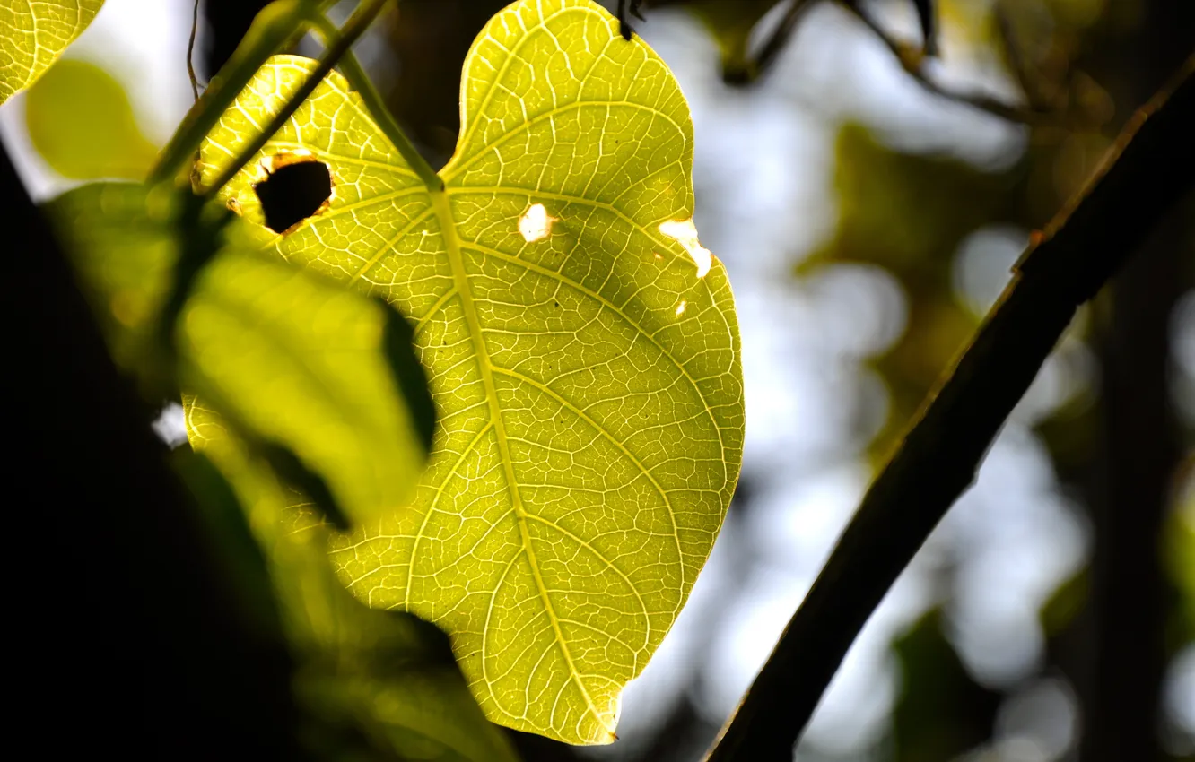 Photo wallpaper greens, leaves, macro, trees, branches, photo
