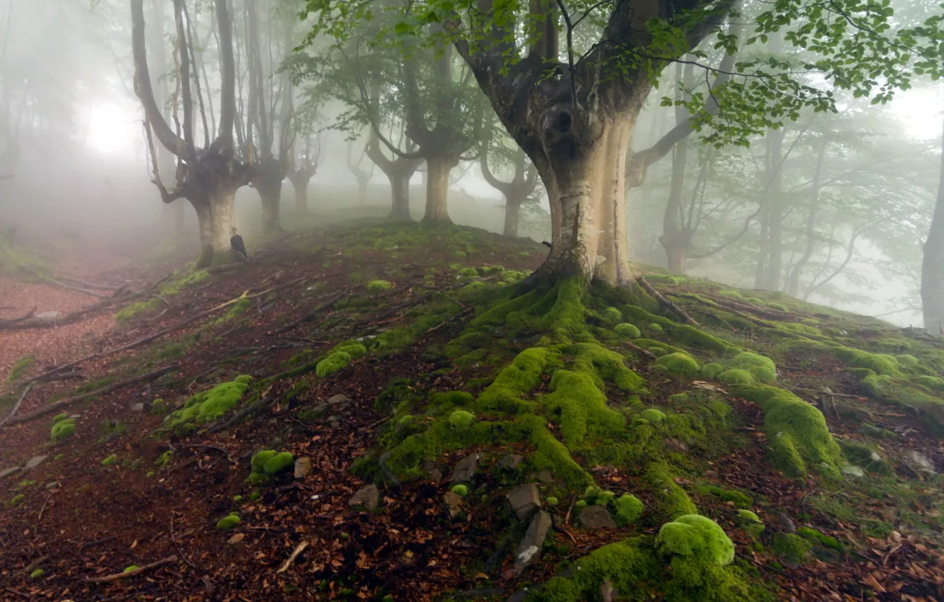 Photo wallpaper forest, nature, fog, umbrella