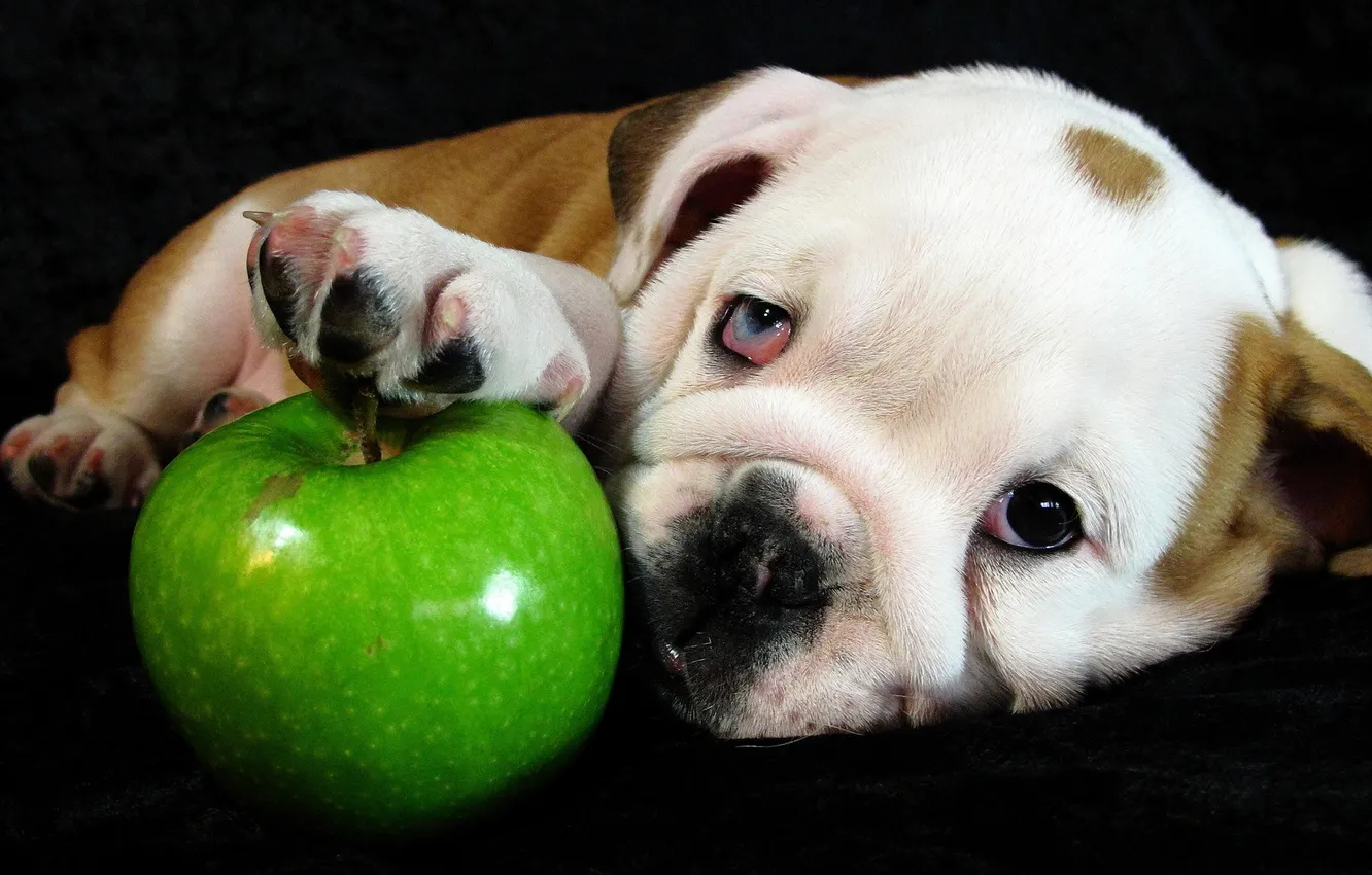Photo wallpaper look, apples, dog