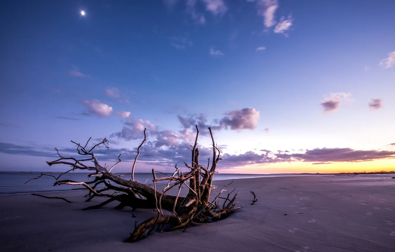 Photo wallpaper sea, trees, landscape, sunset