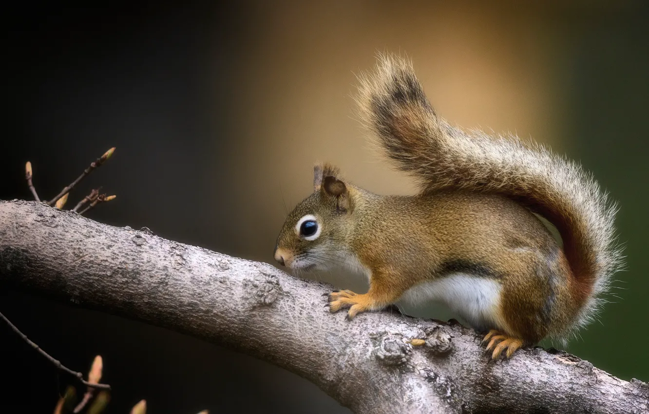 Photo wallpaper branches, background, protein