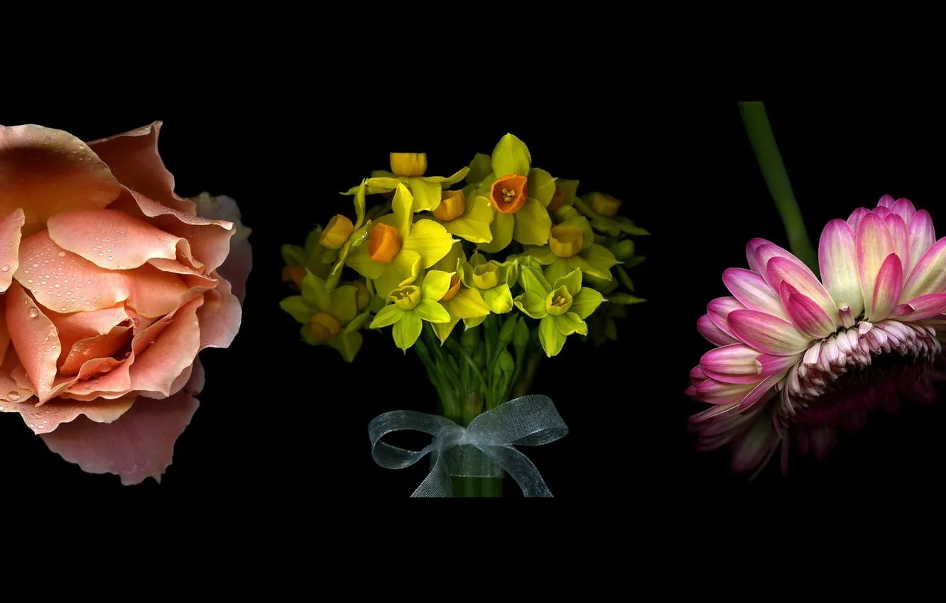 Photo wallpaper flowers, background, black, roses, gerbera, daffodils