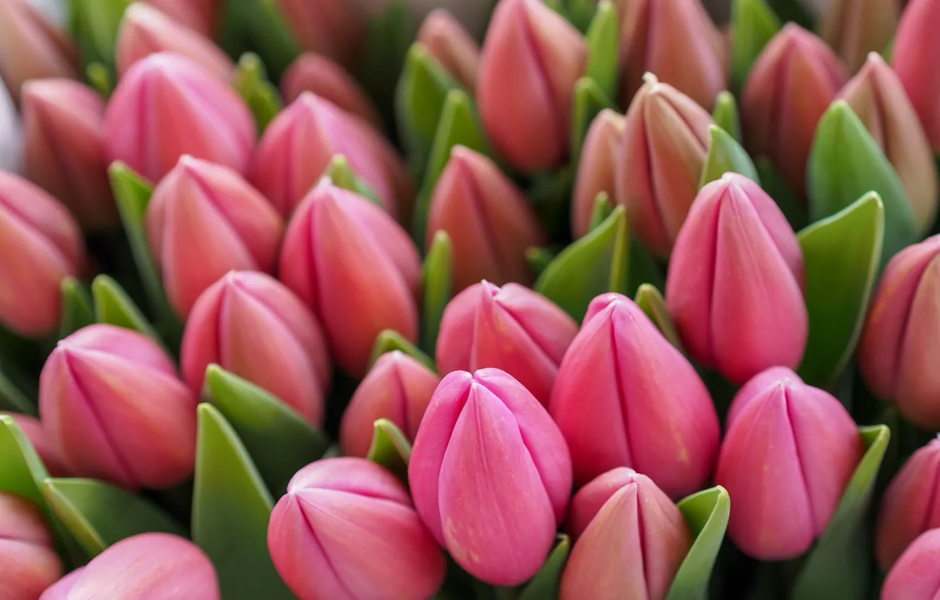 Photo wallpaper flowers, tulips, bouquet of flowers