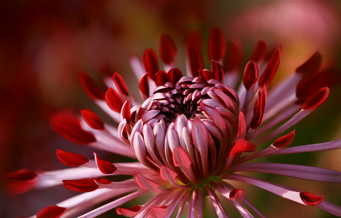 Photo wallpaper flower, macro, background, petals, red, scarlet, Dahlia, grade
