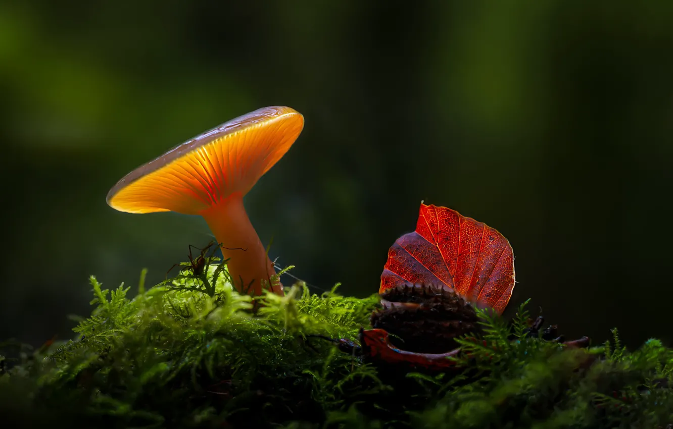 Photo wallpaper light, nature, the dark background, mushrooms, moss, Autumn leaf