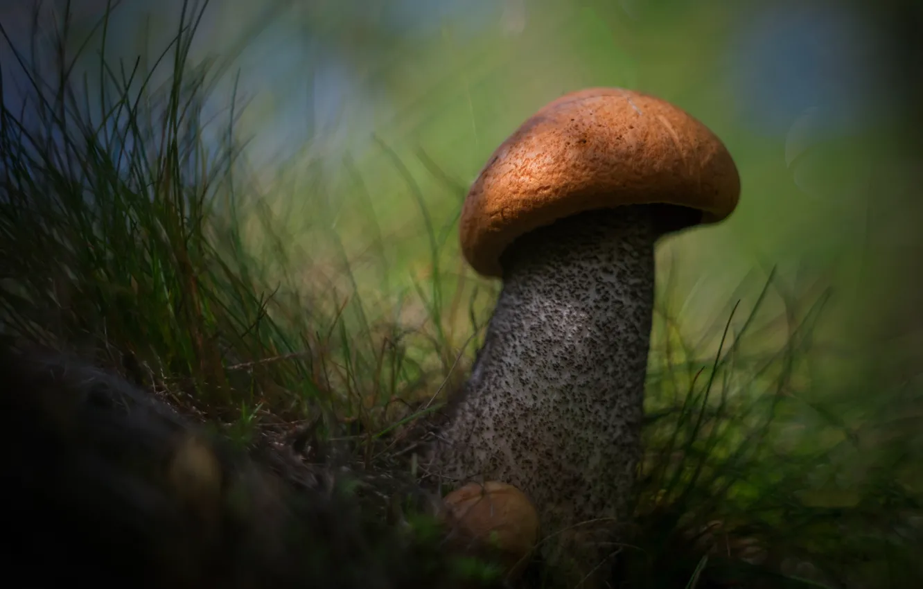 Photo wallpaper grass, mushroom, boletus