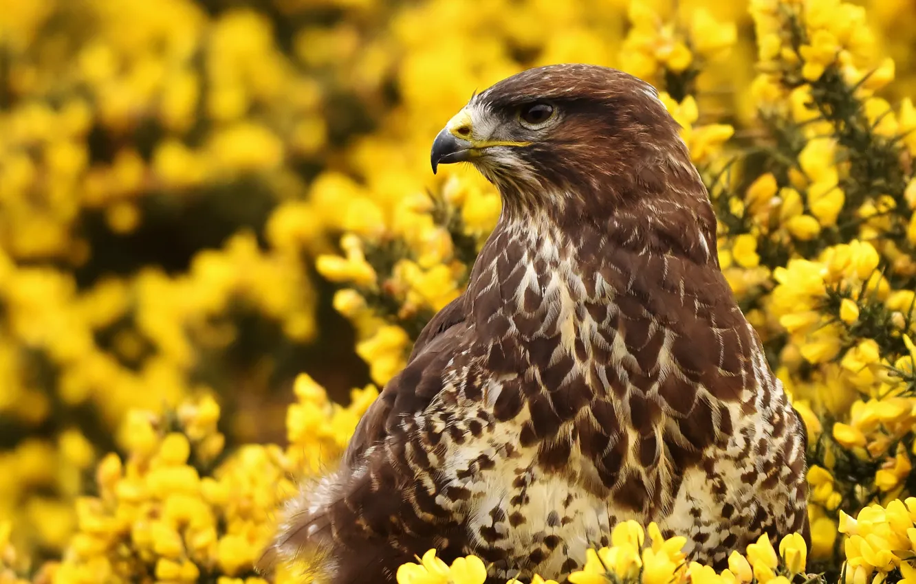 Photo wallpaper flowers, bird, hawk, Buzzard