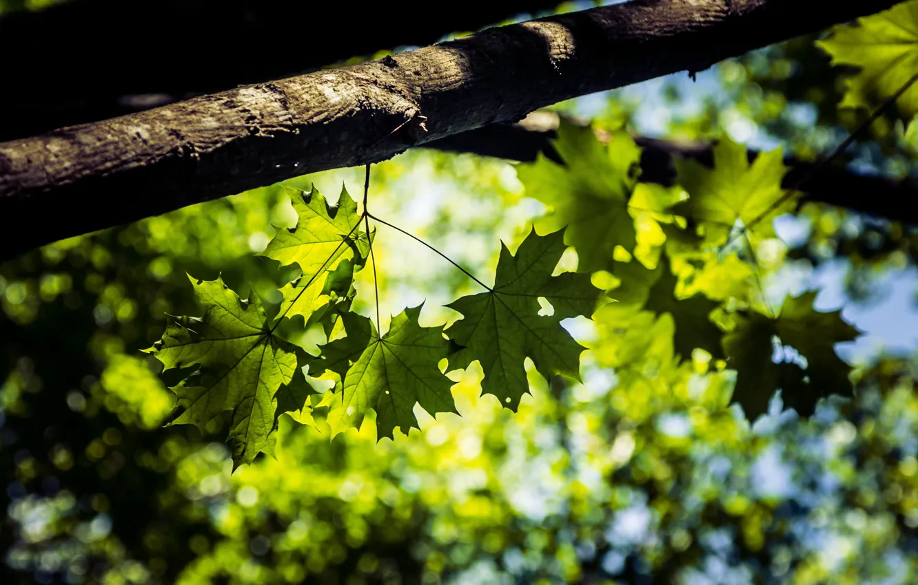 Photo wallpaper leaves, macro, trees, nature, maple