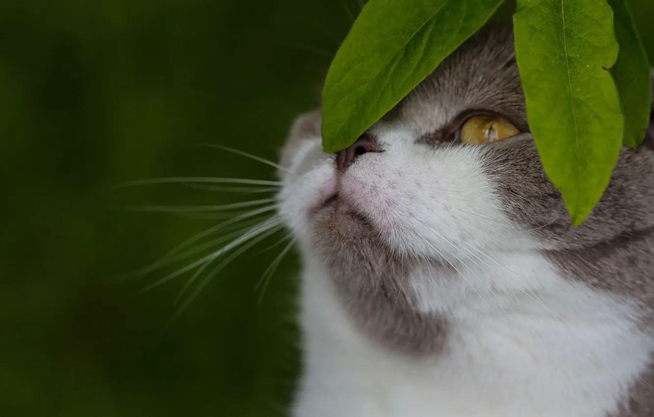 Photo wallpaper cat, leaves, background, muzzle, cat
