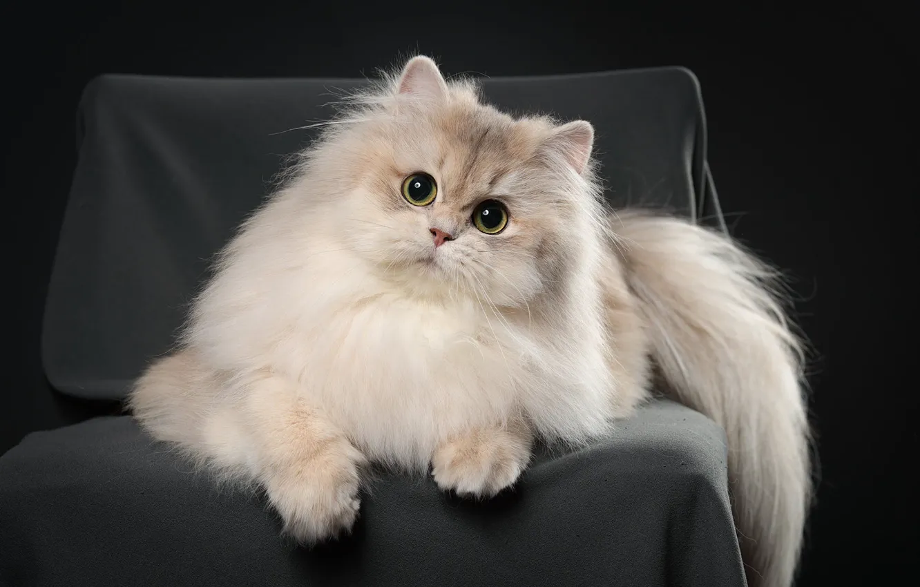 Photo wallpaper cat, cat, look, kitty, chair, Studio, chinchilla