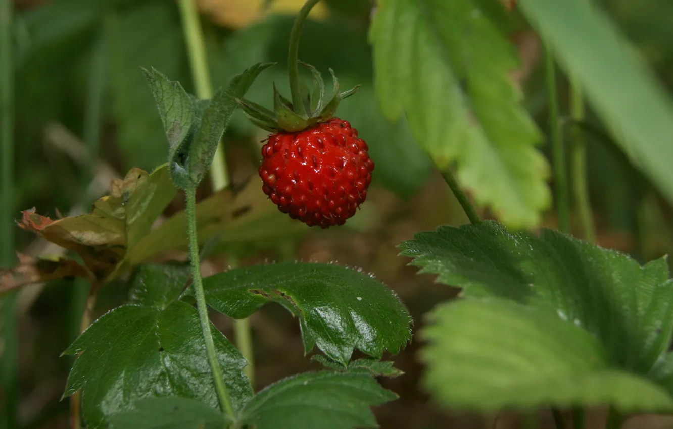 Photo wallpaper leaves, red, berries, strawberries, Klubnika