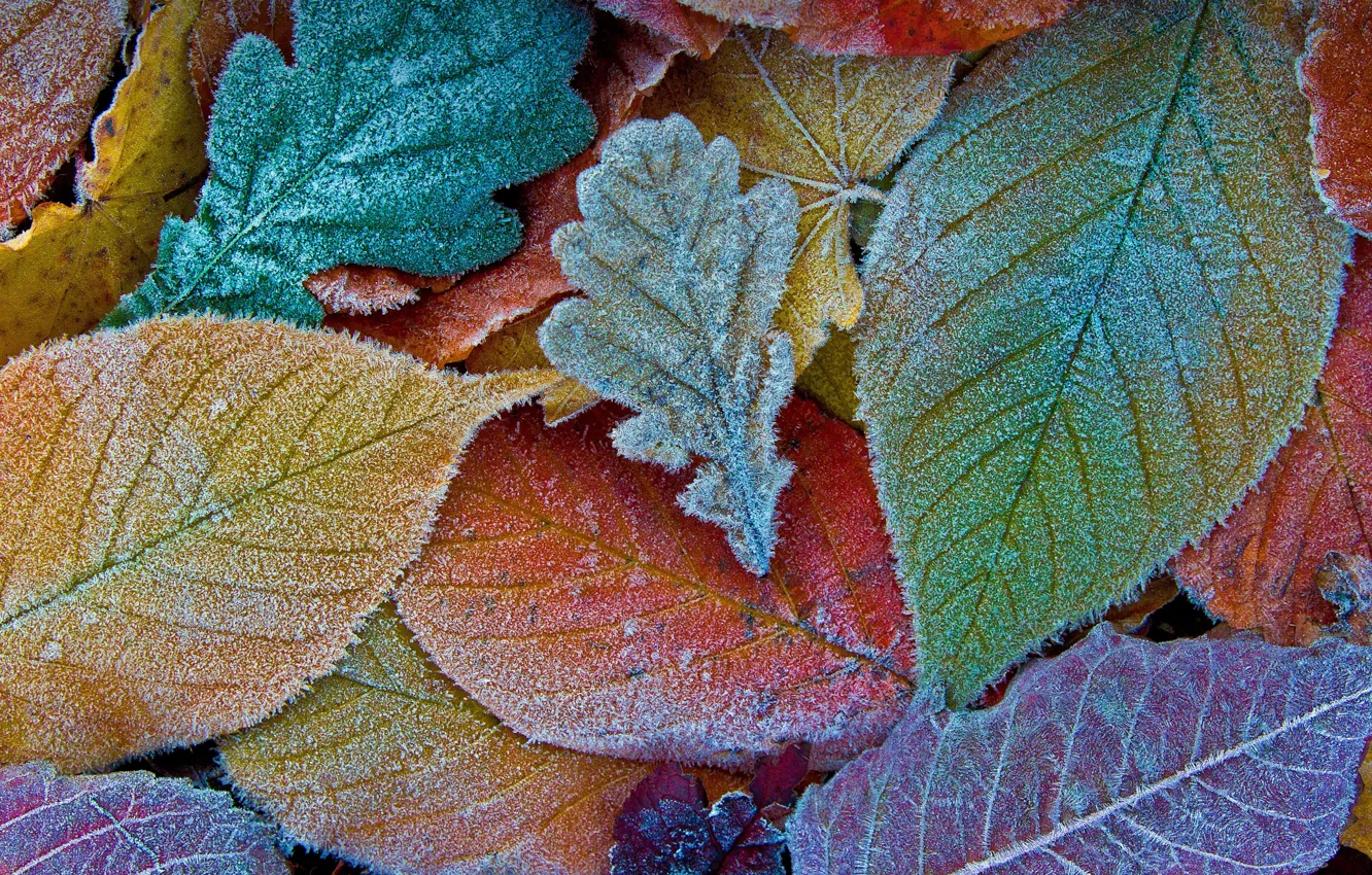 Photo wallpaper autumn, leaves, frost, autumn, leaves, frost