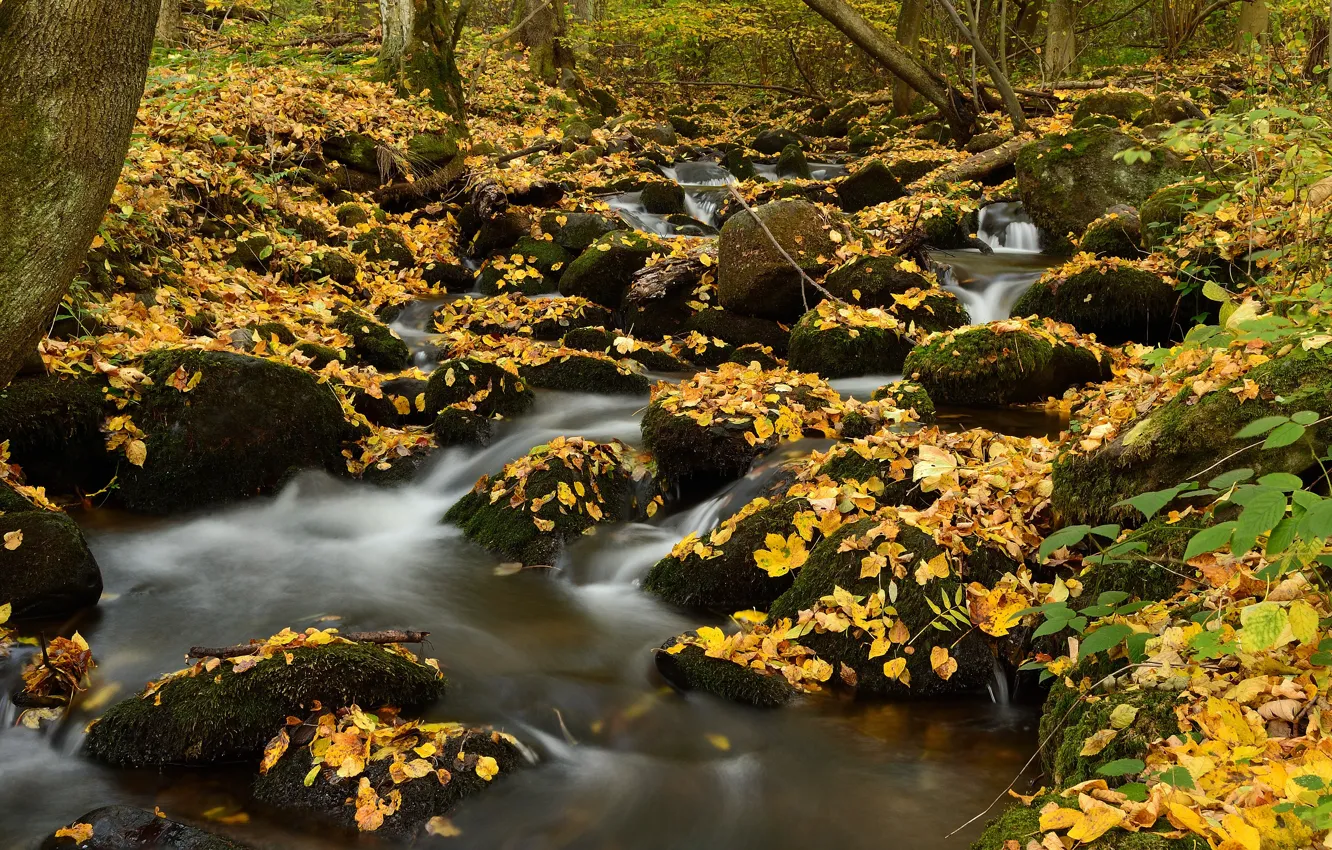 Photo wallpaper autumn, forest, branches, stream, stones, foliage, moss, falling leaves