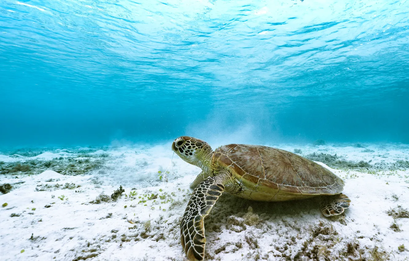 Photo wallpaper sea, turtle, underwater world, sea turtle