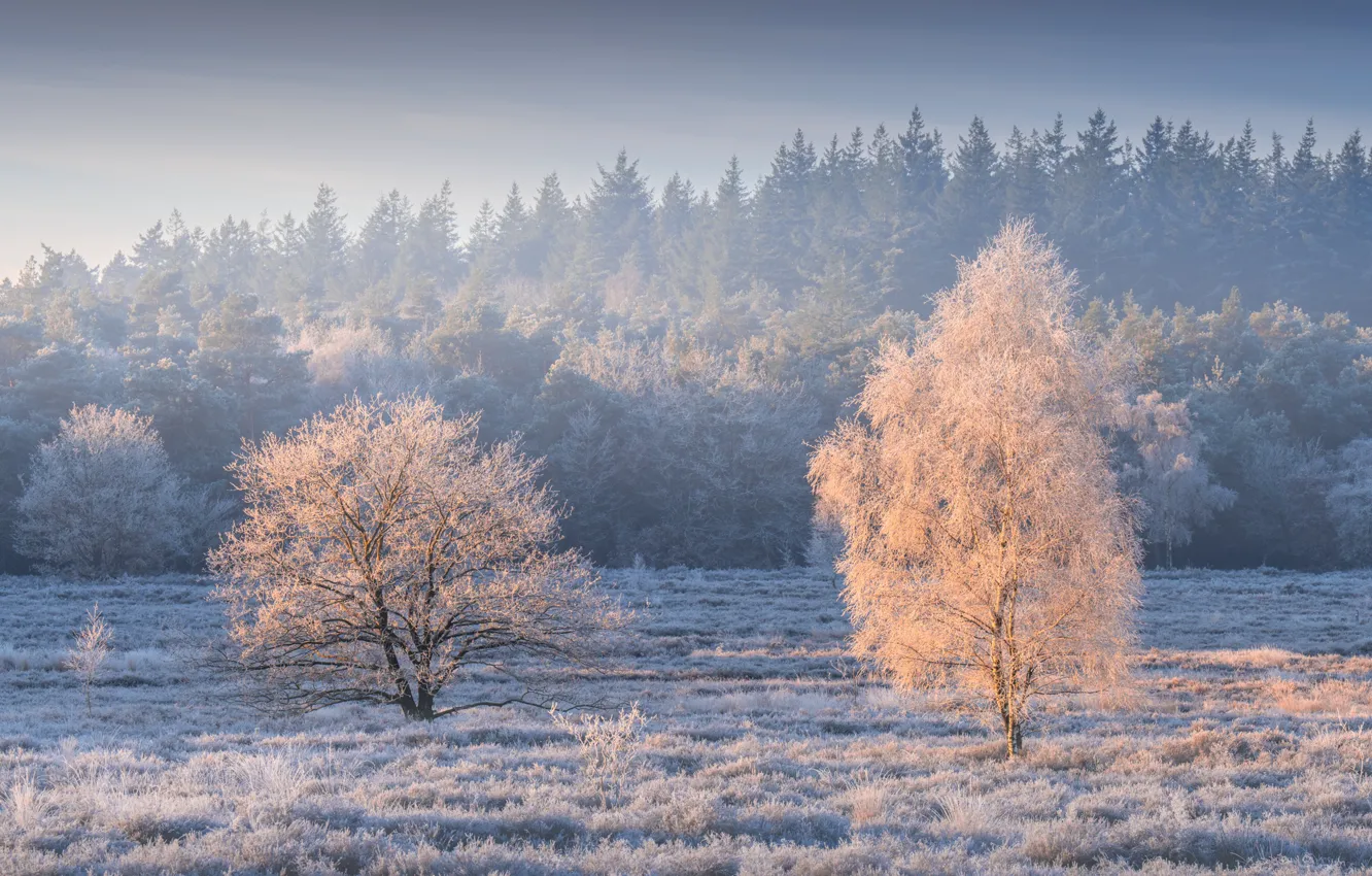 Photo wallpaper forest, trees, Netherlands, frost