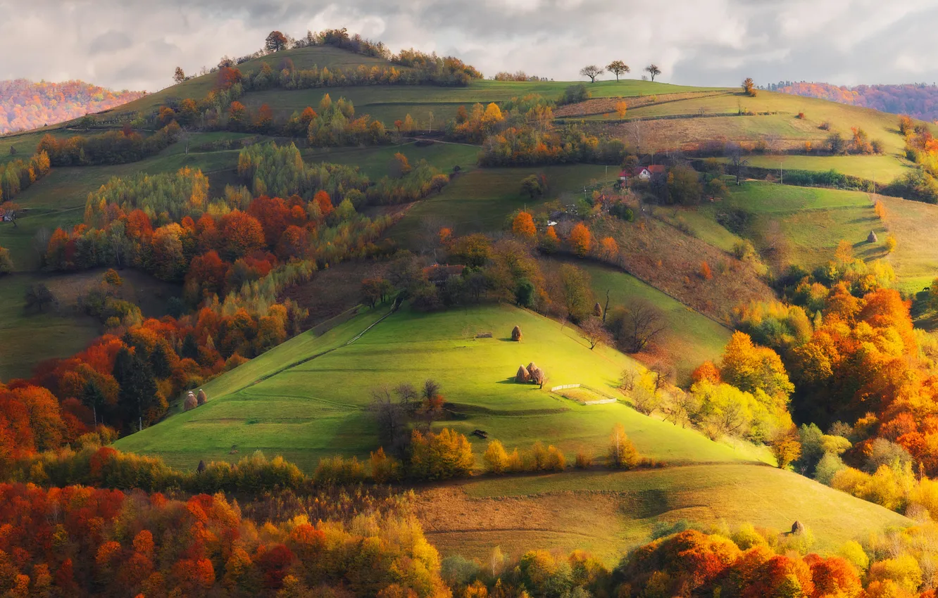 Photo wallpaper field, autumn, forest, light, trees, mountains, nature, hills