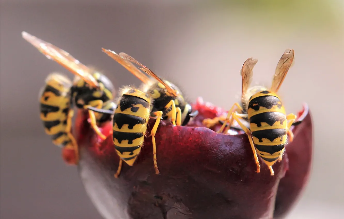 Photo wallpaper macro, nature, OSA