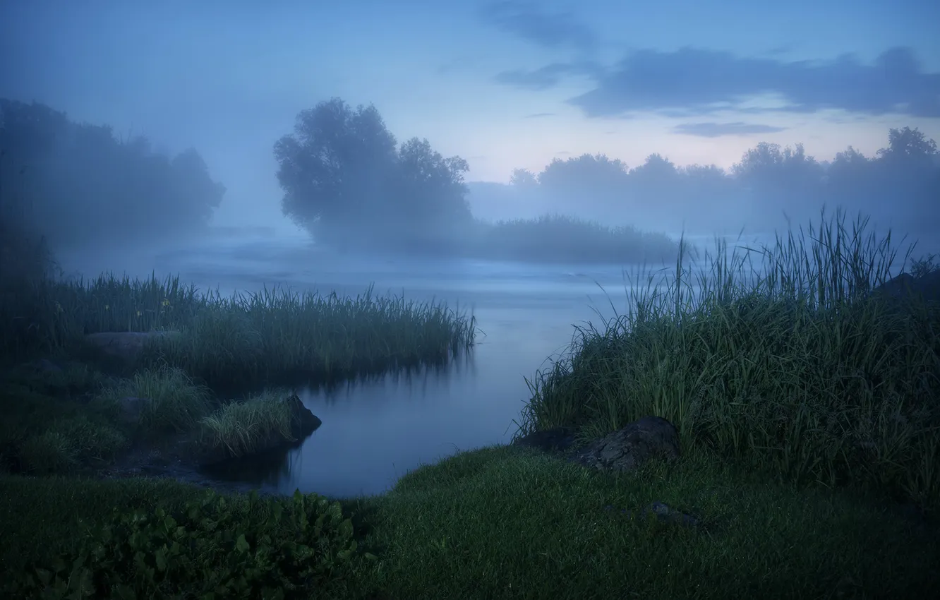 Photo wallpaper forest, the sky, grass, clouds, trees, landscape, nature, fog