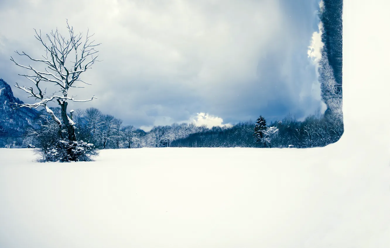 Photo wallpaper field, snow, tree, installation