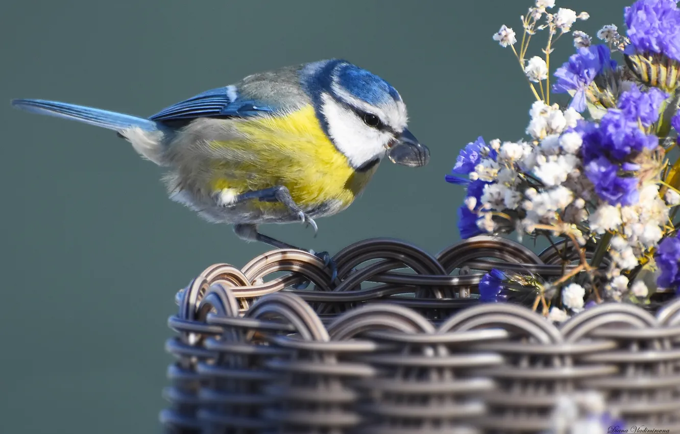 Photo wallpaper nature, bird, blue tit, photohunt