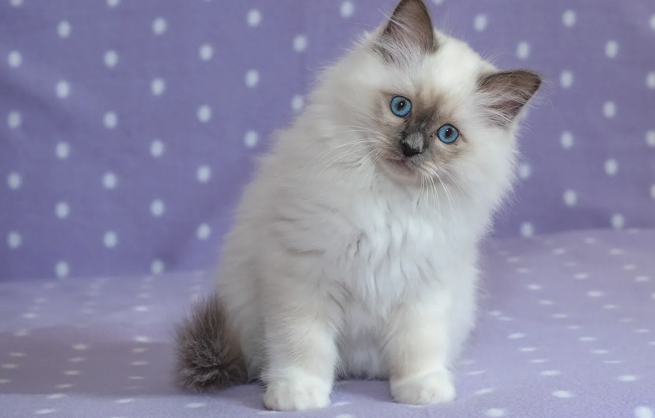 Photo wallpaper look, background, portrait, kitty, blue eyes, Ragdoll