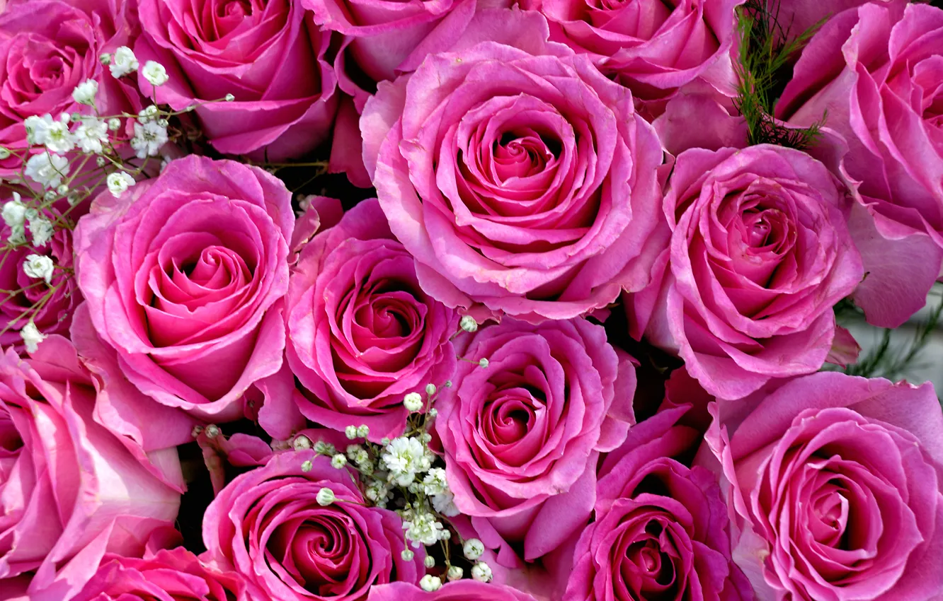 Photo wallpaper pink, roses, bouquet, buds, gypsophila